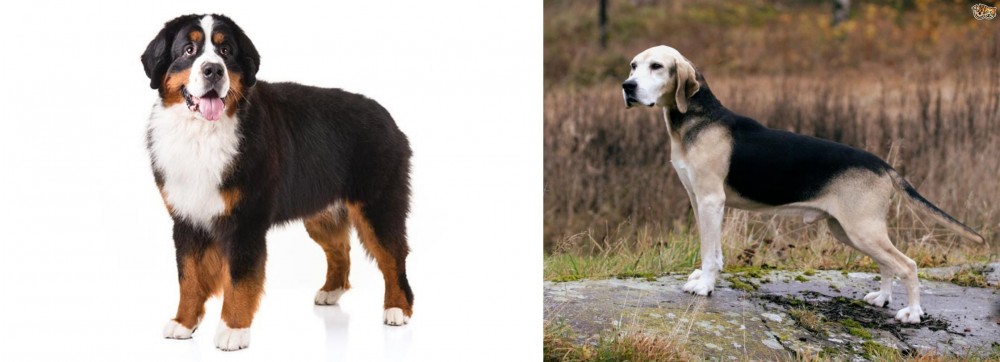 Dunker vs Bernese Mountain Dog - Breed Comparison