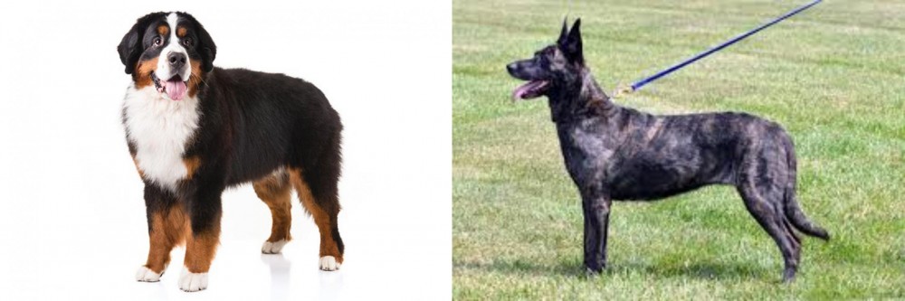 Dutch Shepherd vs Bernese Mountain Dog - Breed Comparison