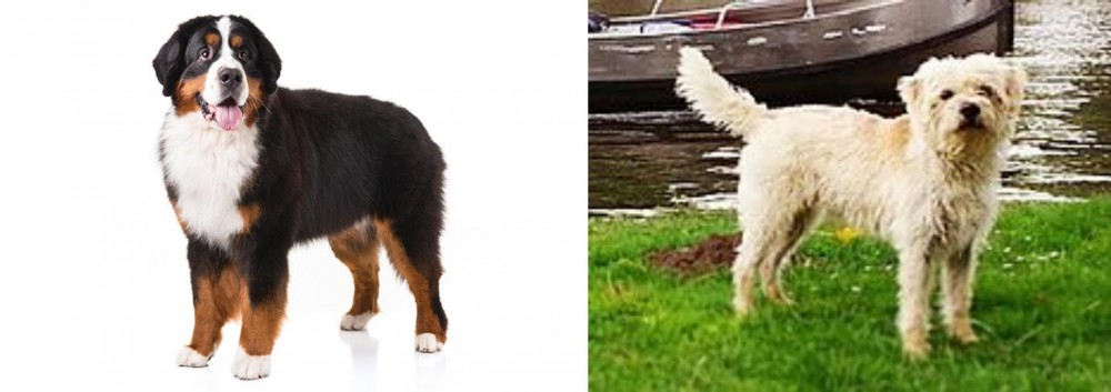 Dutch Smoushond vs Bernese Mountain Dog - Breed Comparison