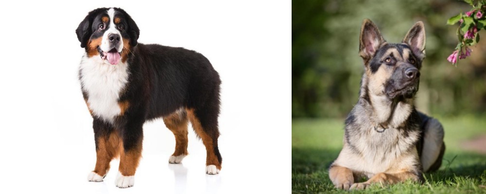 East European Shepherd vs Bernese Mountain Dog - Breed Comparison
