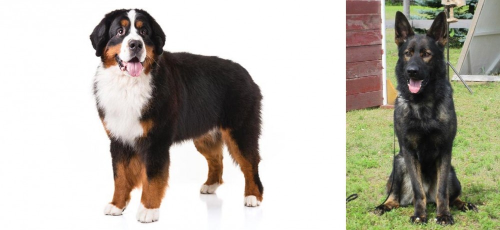 East German Shepherd vs Bernese Mountain Dog - Breed Comparison