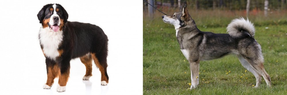 East Siberian Laika vs Bernese Mountain Dog - Breed Comparison