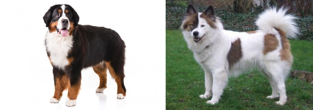 Elo vs Bernese Mountain Dog - Breed Comparison