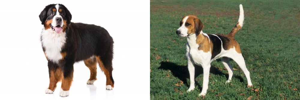 English Foxhound vs Bernese Mountain Dog - Breed Comparison