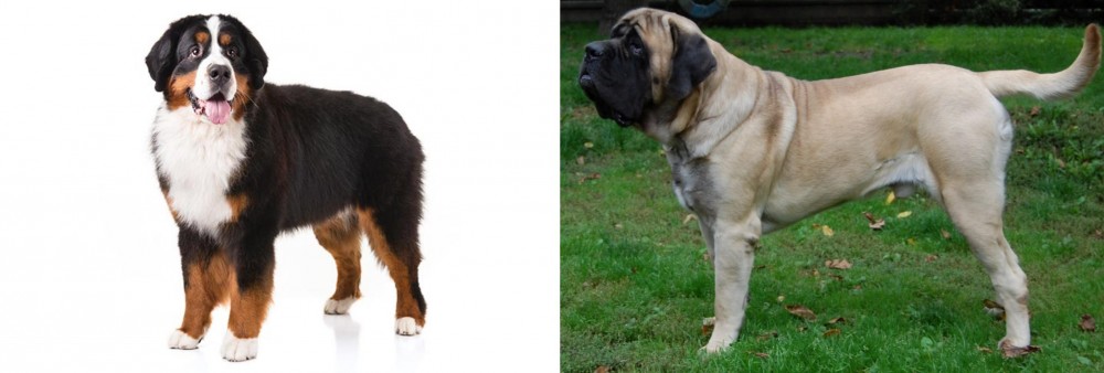 English Mastiff vs Bernese Mountain Dog - Breed Comparison