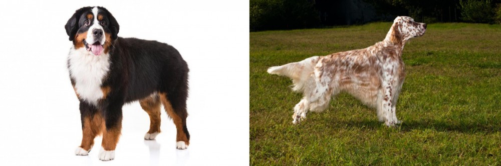 English Setter vs Bernese Mountain Dog - Breed Comparison