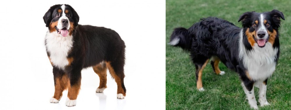 English Shepherd vs Bernese Mountain Dog - Breed Comparison