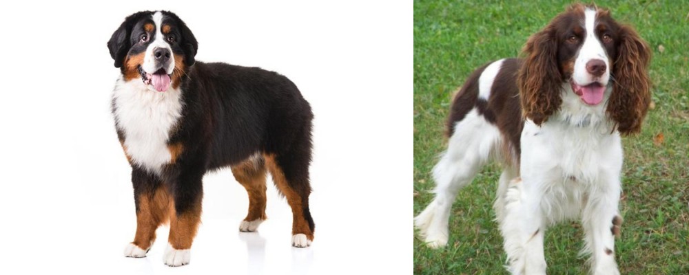 English Springer Spaniel vs Bernese Mountain Dog - Breed Comparison