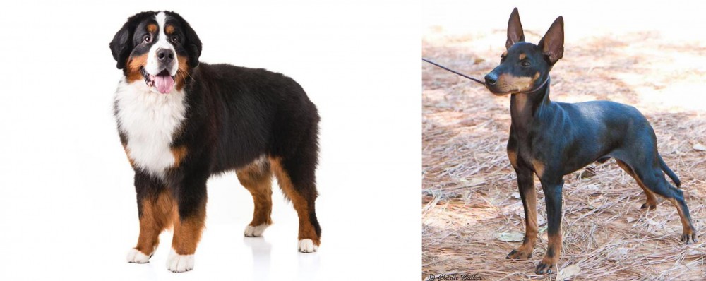 English Toy Terrier (Black & Tan) vs Bernese Mountain Dog - Breed Comparison