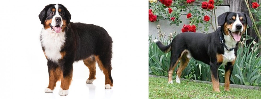 Entlebucher Mountain Dog vs Bernese Mountain Dog - Breed Comparison