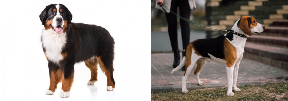 Estonian Hound vs Bernese Mountain Dog - Breed Comparison