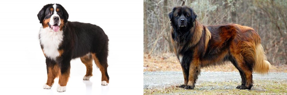 Estrela Mountain Dog vs Bernese Mountain Dog - Breed Comparison
