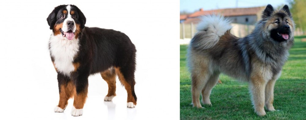 Eurasier vs Bernese Mountain Dog - Breed Comparison