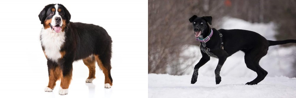 Eurohound vs Bernese Mountain Dog - Breed Comparison