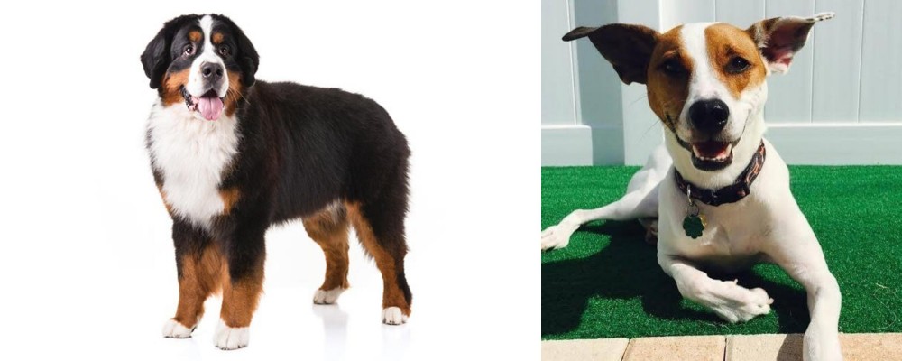 Feist vs Bernese Mountain Dog - Breed Comparison