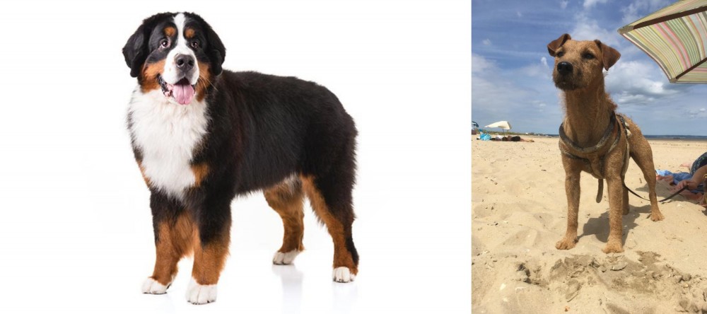 Fell Terrier vs Bernese Mountain Dog - Breed Comparison