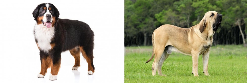 Fila Brasileiro vs Bernese Mountain Dog - Breed Comparison