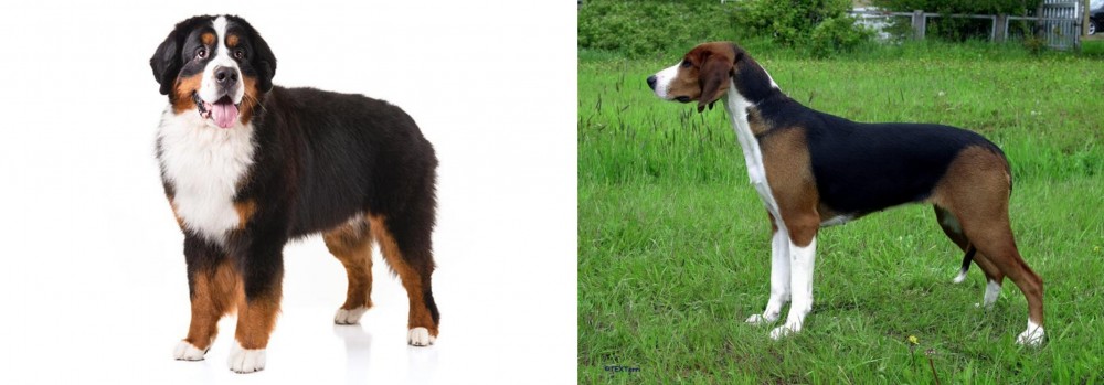 Finnish Hound vs Bernese Mountain Dog - Breed Comparison