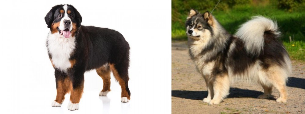 Finnish Lapphund vs Bernese Mountain Dog - Breed Comparison