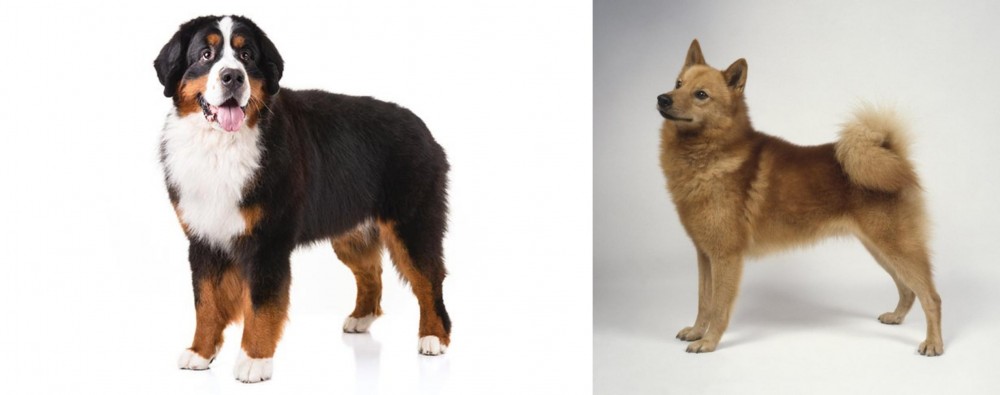 Finnish Spitz vs Bernese Mountain Dog - Breed Comparison