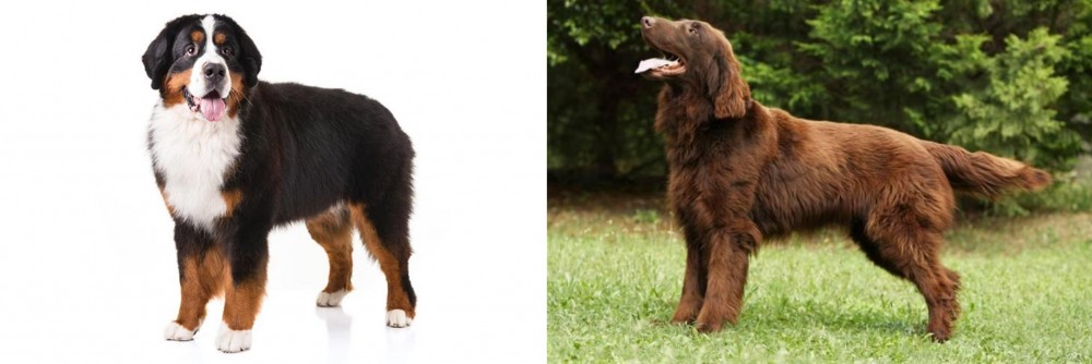 Flat-Coated Retriever vs Bernese Mountain Dog - Breed Comparison