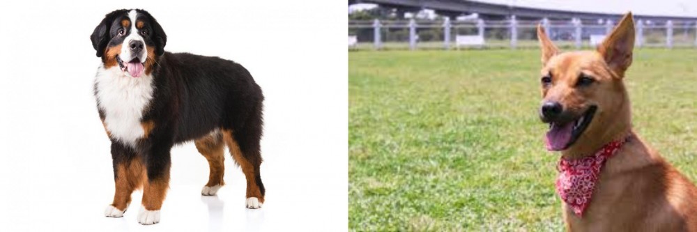 Formosan Mountain Dog vs Bernese Mountain Dog - Breed Comparison