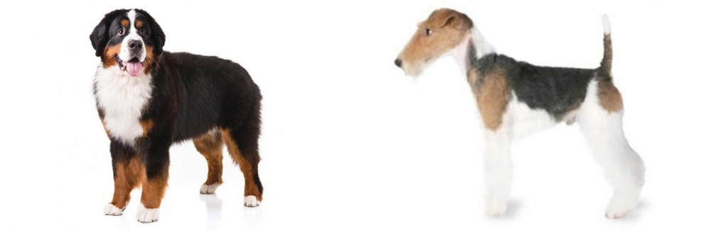 Fox Terrier vs Bernese Mountain Dog - Breed Comparison