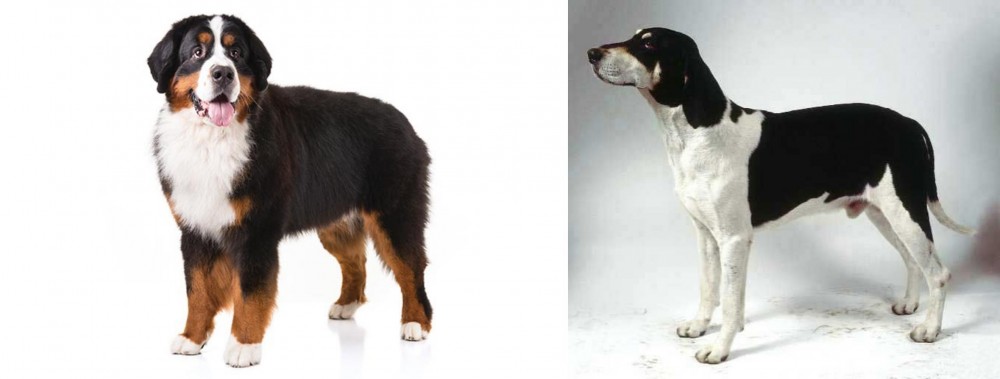 Francais Blanc et Noir vs Bernese Mountain Dog - Breed Comparison