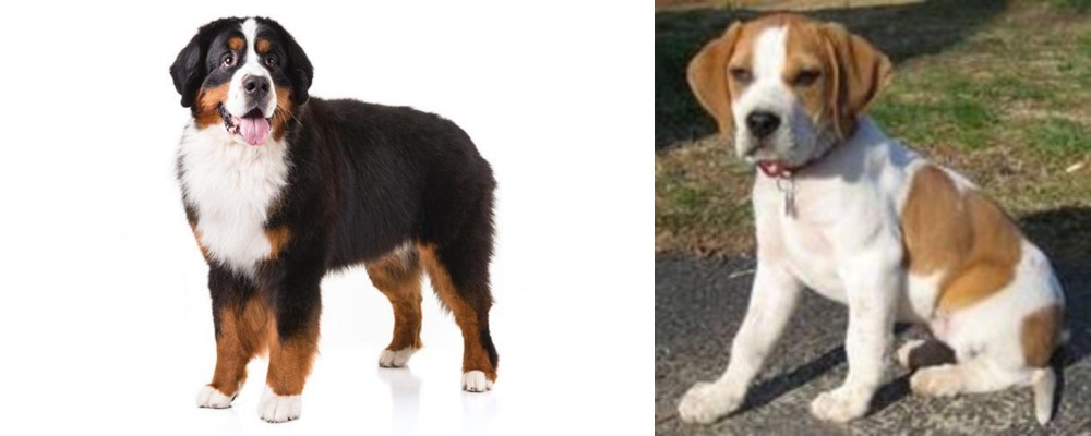 Francais Blanc et Orange vs Bernese Mountain Dog - Breed Comparison