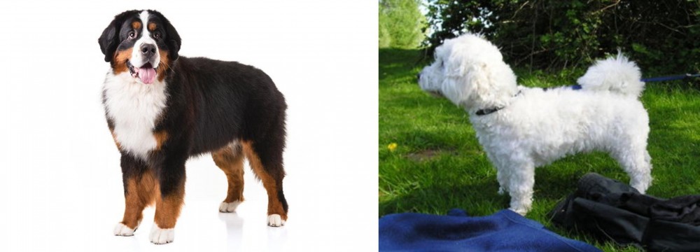 Franzuskaya Bolonka vs Bernese Mountain Dog - Breed Comparison