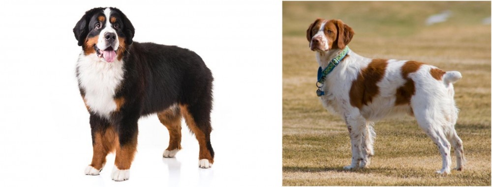 French Brittany vs Bernese Mountain Dog - Breed Comparison