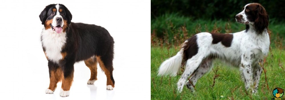 French Spaniel vs Bernese Mountain Dog - Breed Comparison