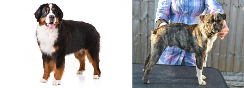 Fruggle vs Bernese Mountain Dog - Breed Comparison