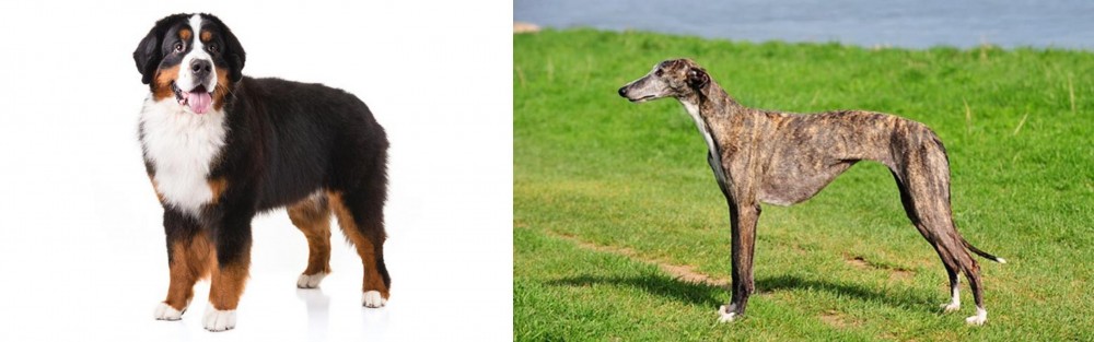 Galgo Espanol vs Bernese Mountain Dog - Breed Comparison