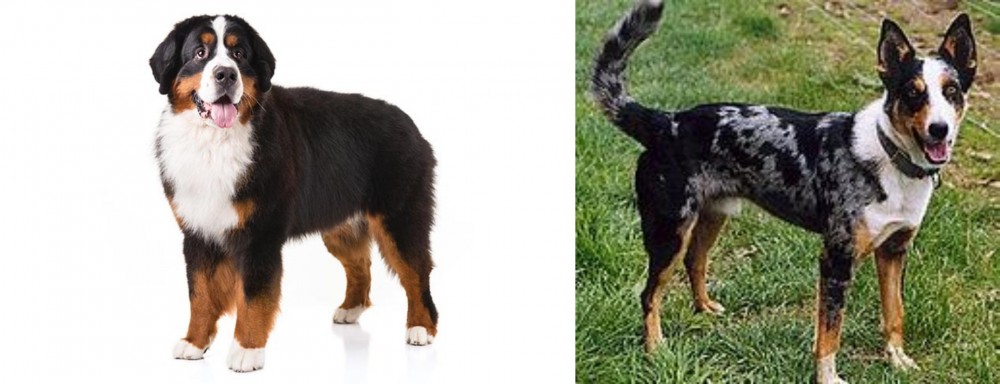 German Coolie vs Bernese Mountain Dog - Breed Comparison