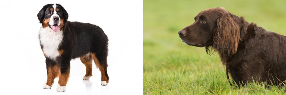 German Longhaired Pointer vs Bernese Mountain Dog - Breed Comparison