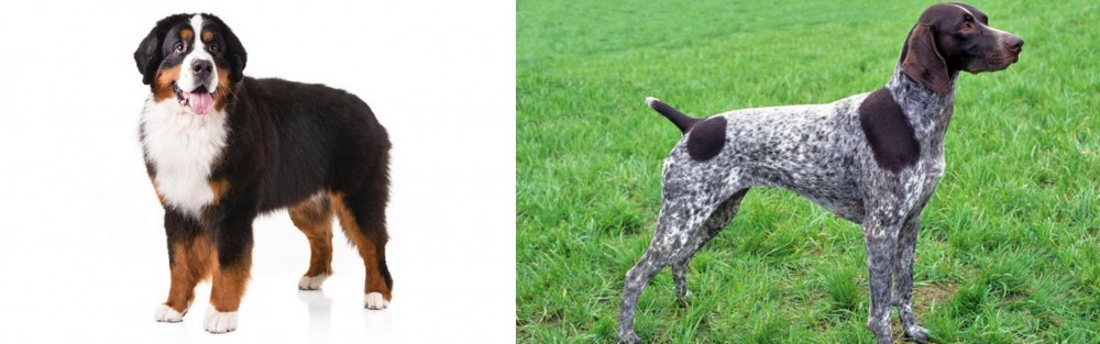 German Shorthaired Pointer vs Bernese Mountain Dog - Breed Comparison