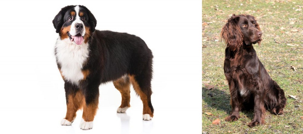 German Spaniel vs Bernese Mountain Dog - Breed Comparison