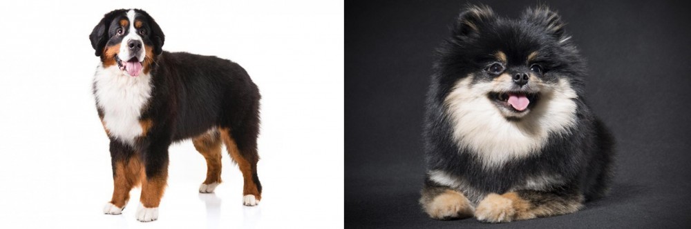 German Spitz (Klein) vs Bernese Mountain Dog - Breed Comparison