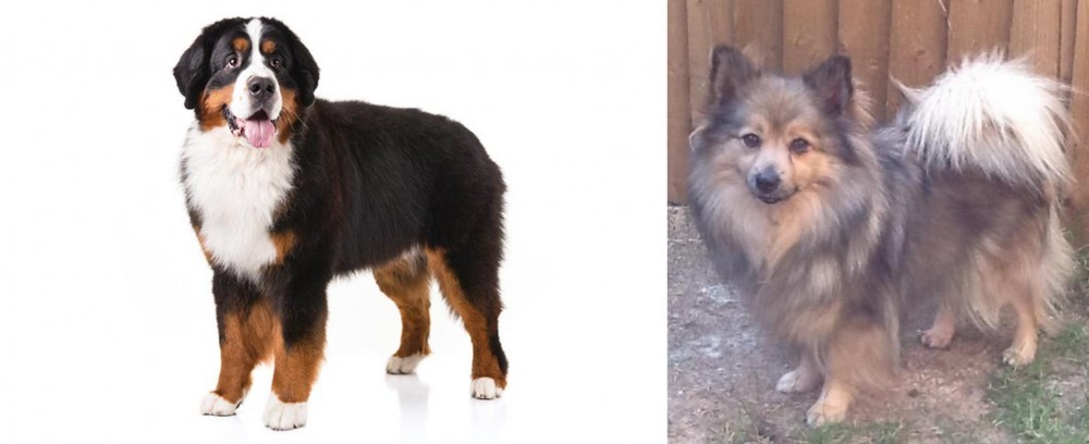 German Spitz (Mittel) vs Bernese Mountain Dog - Breed Comparison