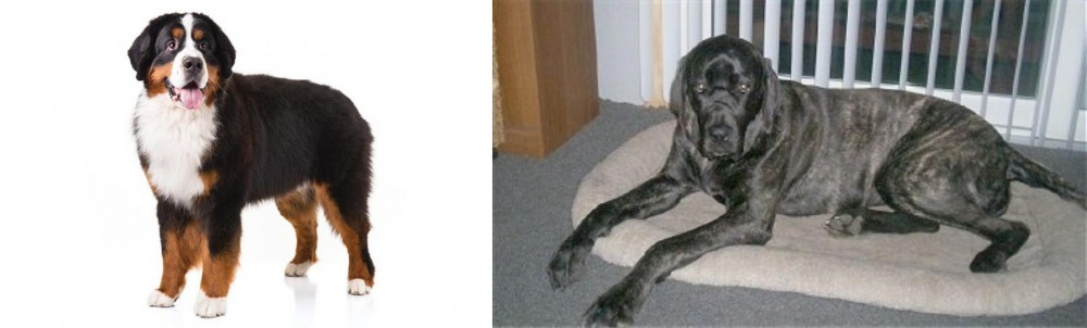 Giant Maso Mastiff vs Bernese Mountain Dog - Breed Comparison