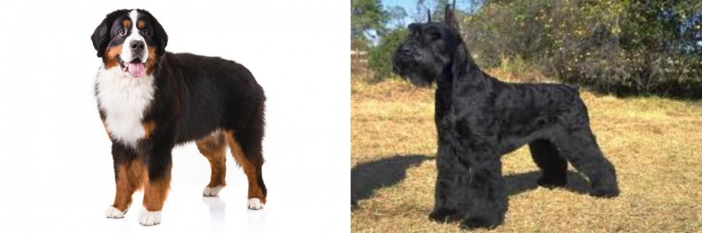 Giant Schnauzer vs Bernese Mountain Dog - Breed Comparison