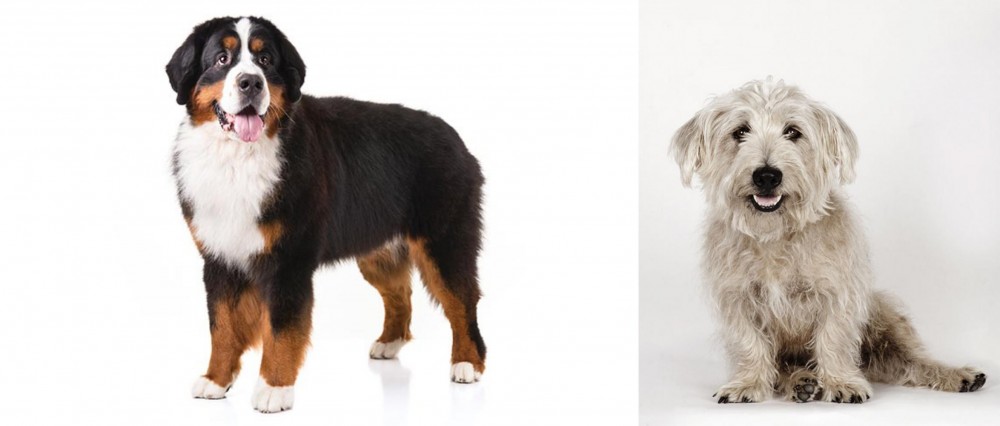 Glen of Imaal Terrier vs Bernese Mountain Dog - Breed Comparison
