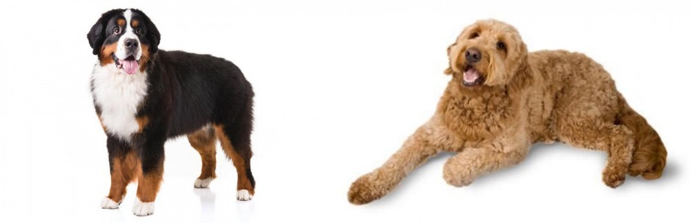 Golden Doodle vs Bernese Mountain Dog - Breed Comparison
