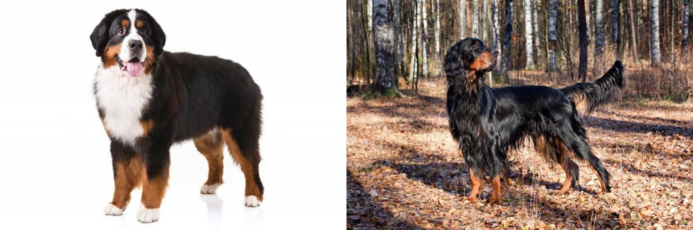 Gordon Setter vs Bernese Mountain Dog - Breed Comparison