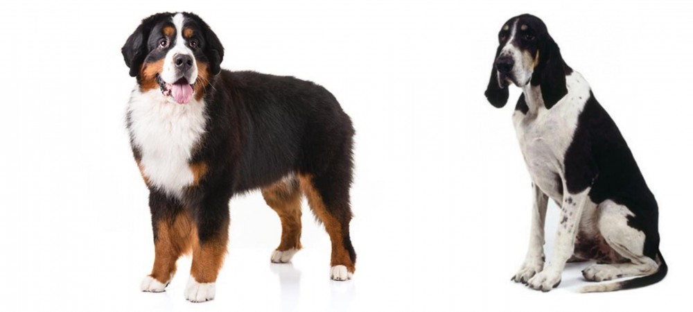 Grand Anglo-Francais Blanc et Noir vs Bernese Mountain Dog - Breed Comparison