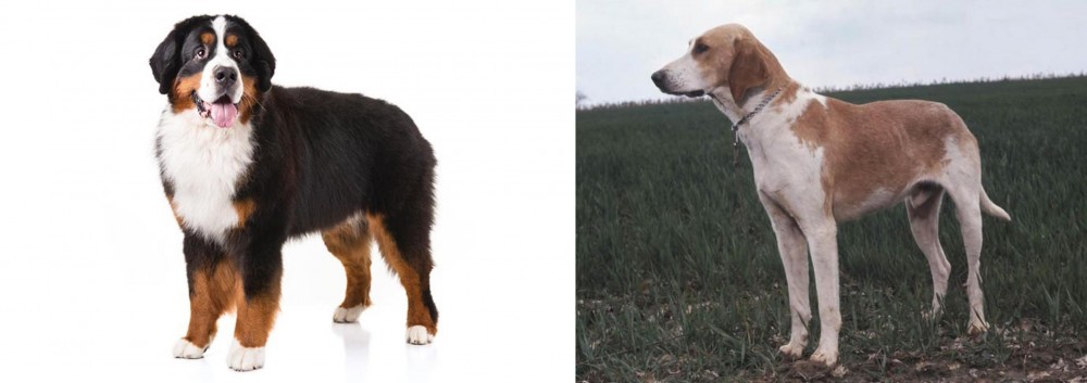 Grand Anglo-Francais Blanc et Orange vs Bernese Mountain Dog - Breed Comparison