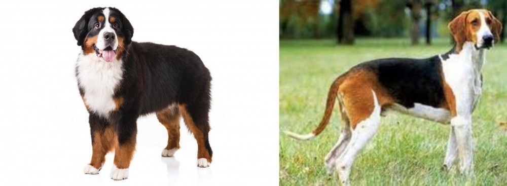 Grand Anglo-Francais Tricolore vs Bernese Mountain Dog - Breed Comparison