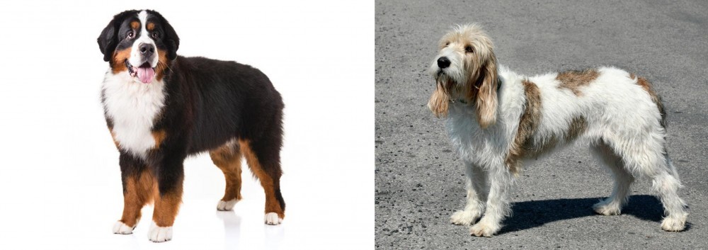 Grand Basset Griffon Vendeen vs Bernese Mountain Dog - Breed Comparison
