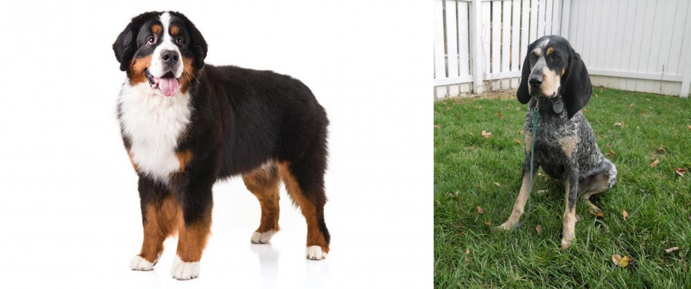 Grand Bleu de Gascogne vs Bernese Mountain Dog - Breed Comparison